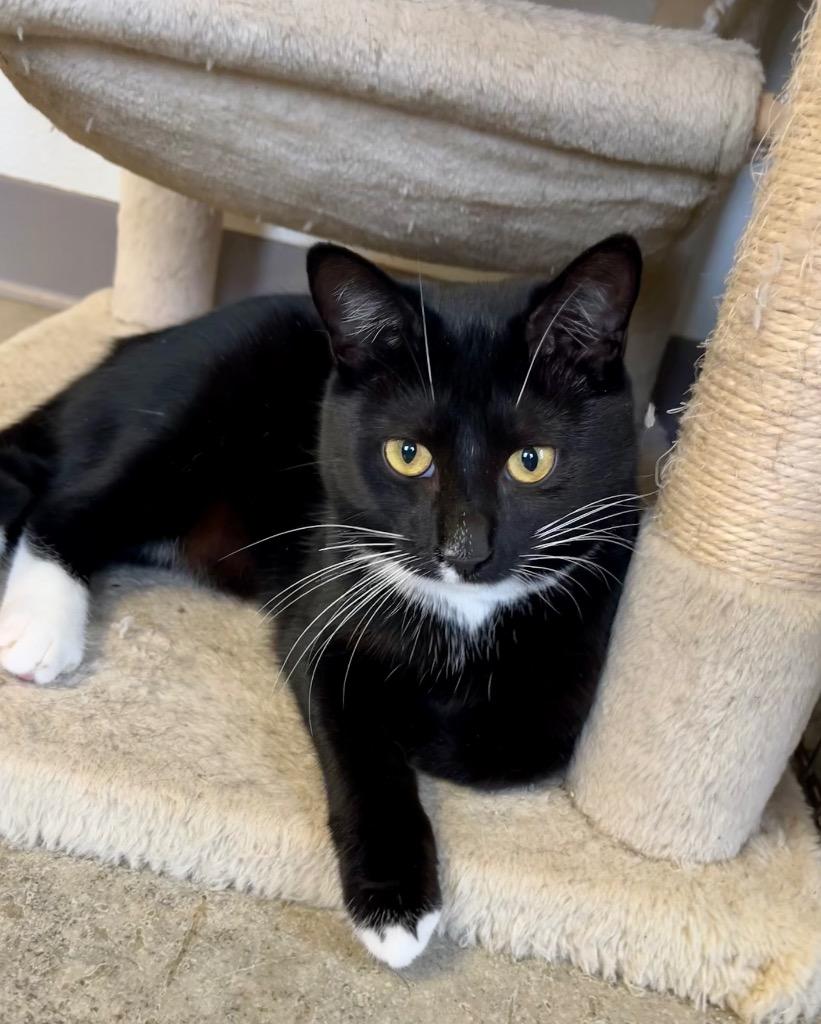 Kune Kune, Adoptable, Adult Female Domestic Short Hair.