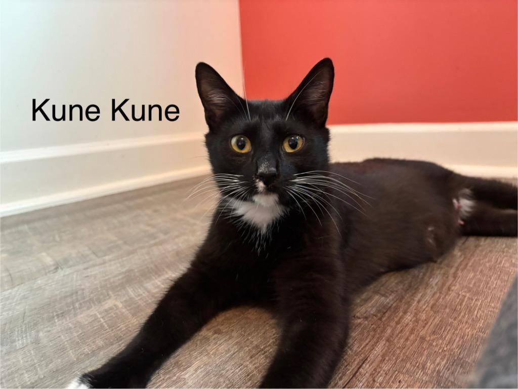 Enlarge Kune Kune, a Adoptable mixed breed in Clinton, SC image 2/4