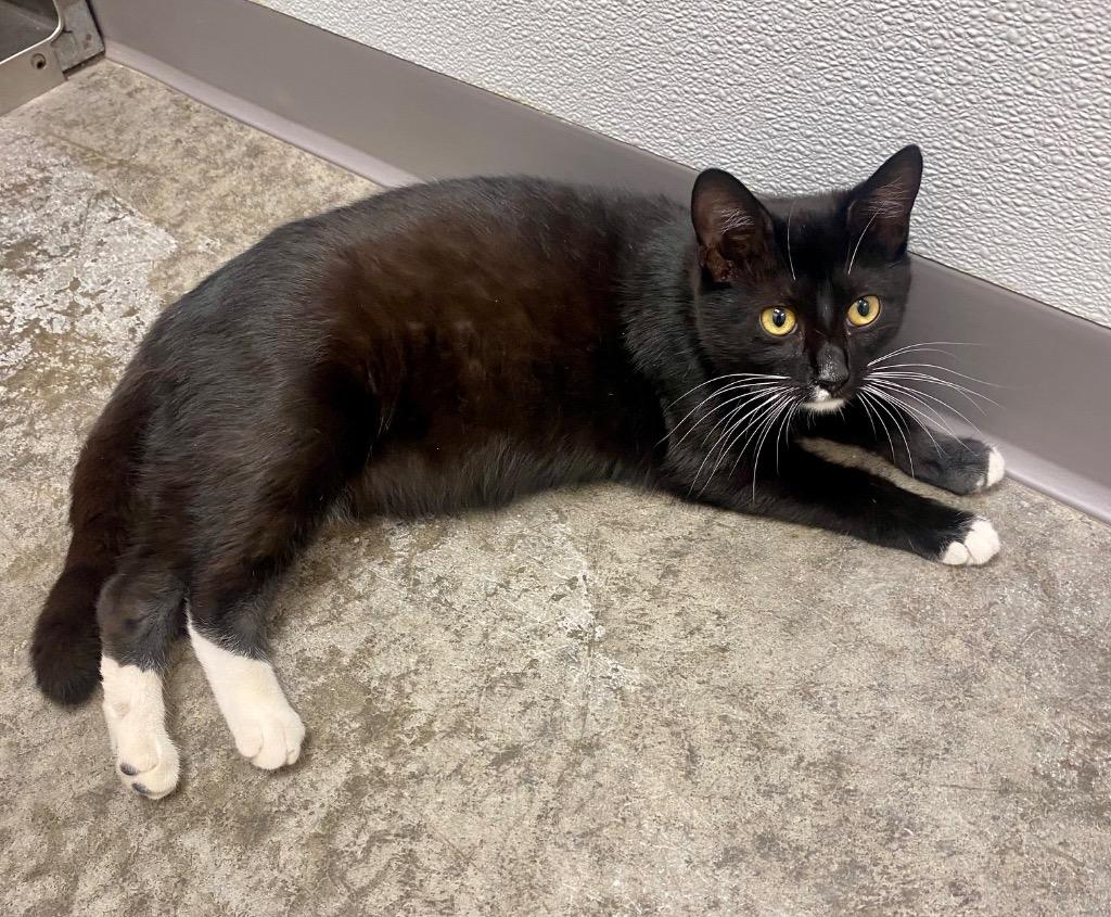 Enlarge Kune Kune, a Adoptable mixed breed in Clinton, SC image 3/4