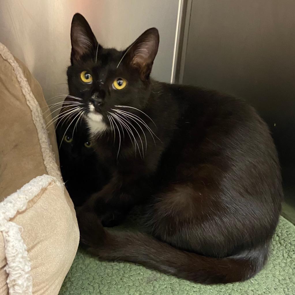 Enlarge Kune Kune, a Adoptable mixed breed in Clinton, SC image 4/4