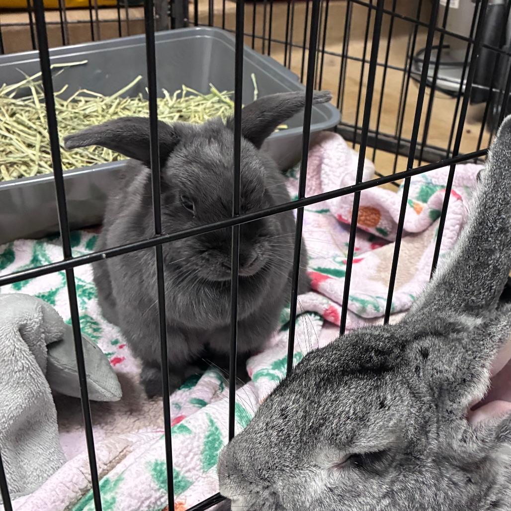 Nibbles, Adoptable, Adult Female Bunny Rabbit.
