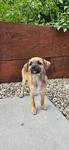 26Wolfie, Adoptable, Puppy Male Chihuahua.