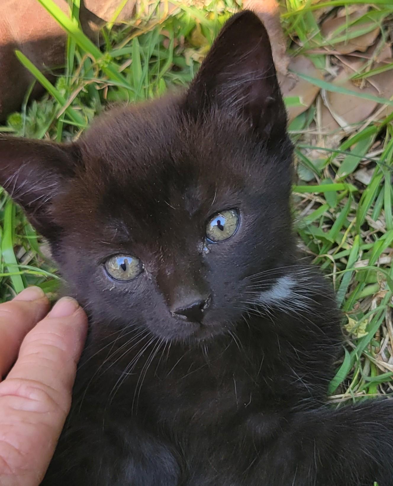 Oliver, Adoptable, Kitten Male Domestic Short Hair.