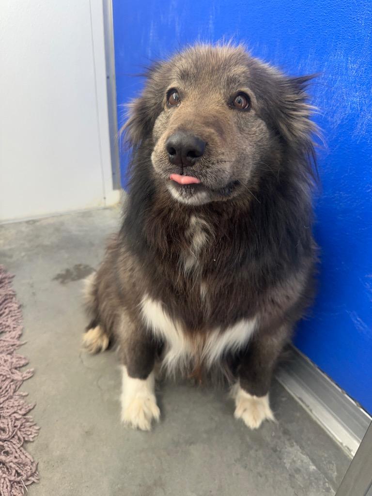 Coco, a Adoptable mixed breed in Yellowknife, NT image 1/2