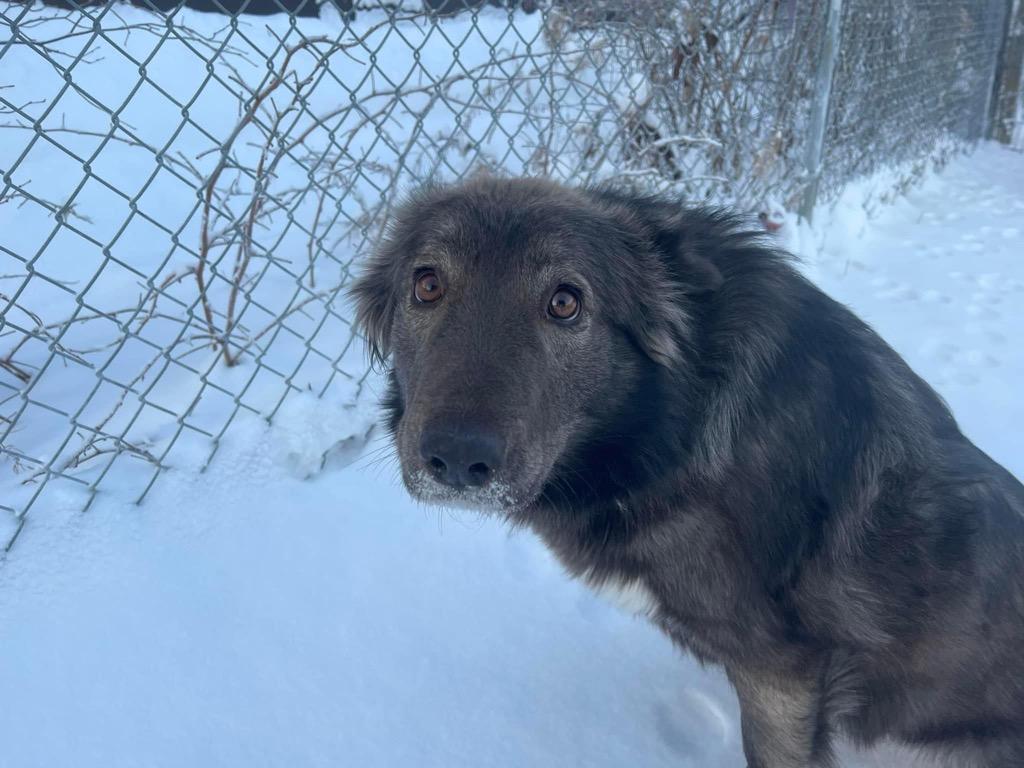 Coco, a Adoptable mixed breed in Yellowknife, NT image 2/2