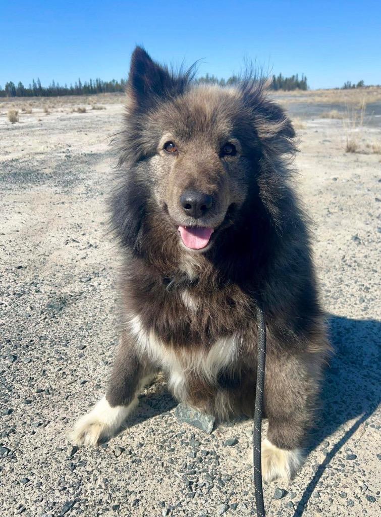 Coco, a Adoptable mixed breed in Yellowknife, NT image 3/3