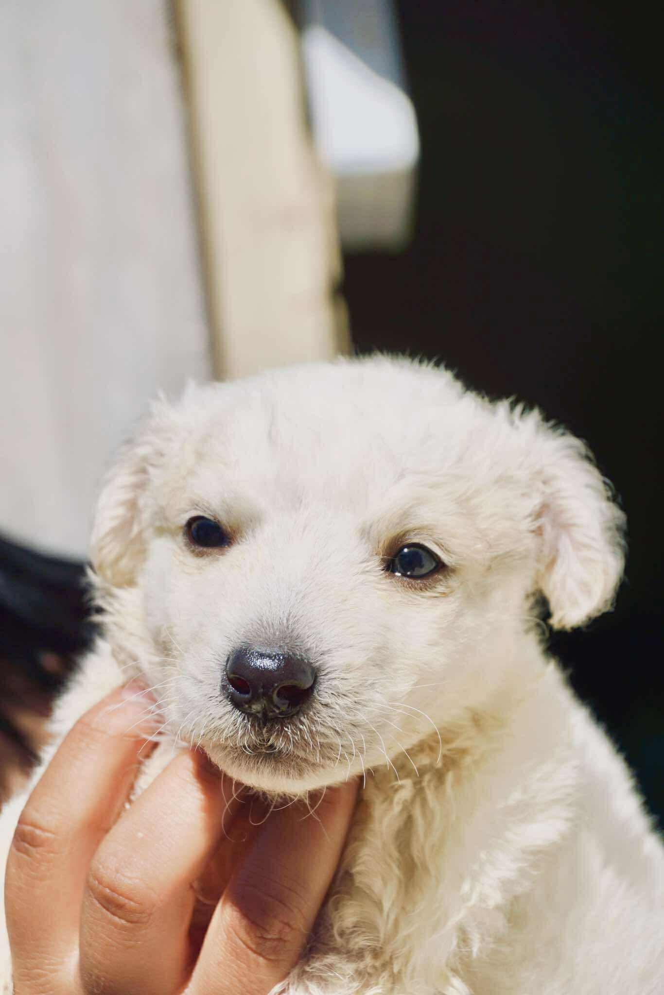 Paloma