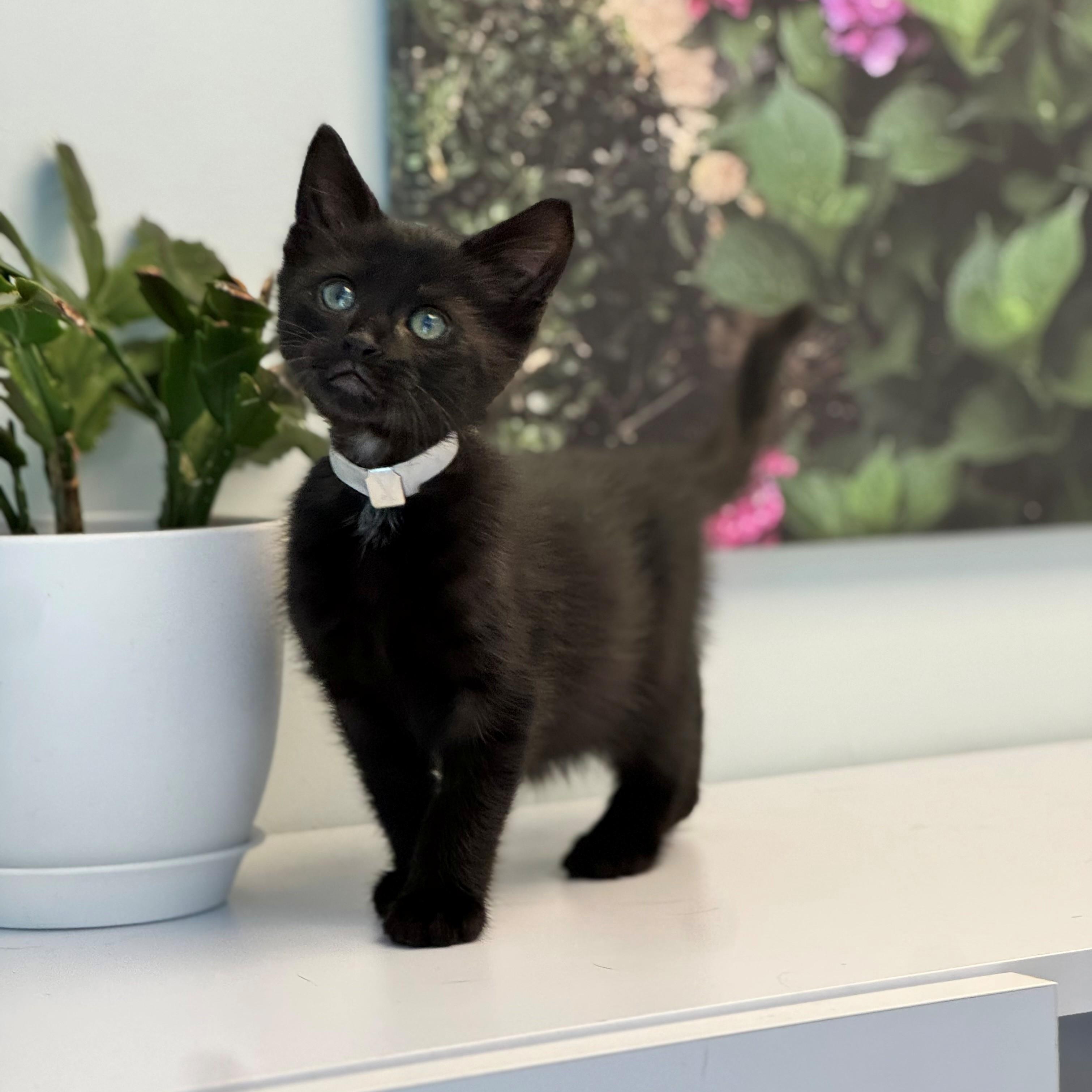 Slate, adopted, Young Male Domestic Short Hair.