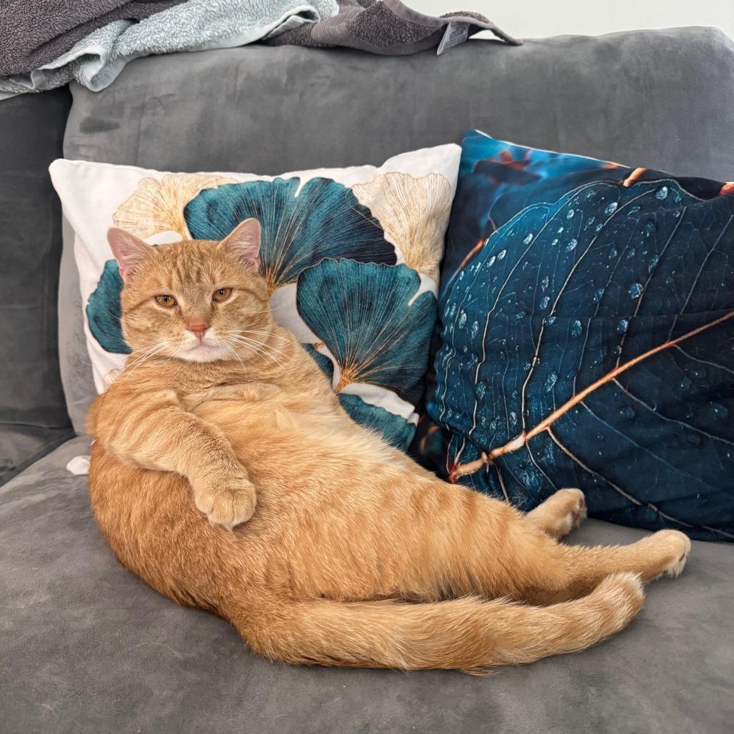 Romeo Domestic Short Hair Cat