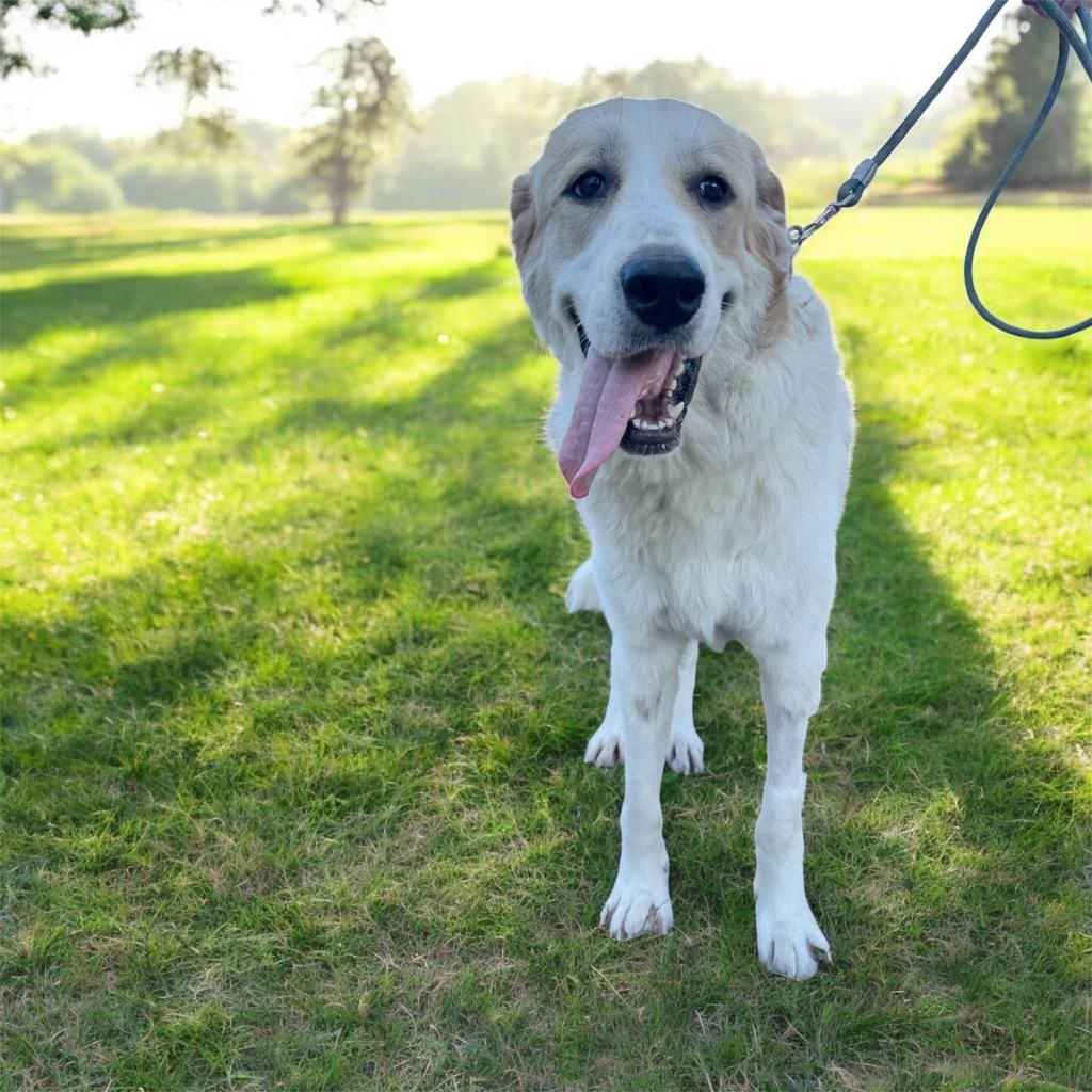 Enlarge Blizzard-Gentle and Sweet!, a Adopted mixed breed in Fort Myers, FL image 1/3