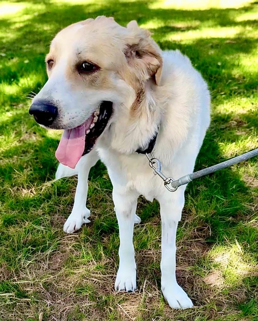 Enlarge Blizzard-Gentle and Sweet!, a Adopted mixed breed in Fort Myers, FL image 2/3