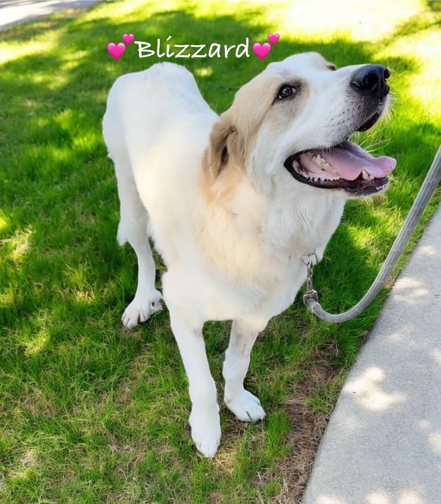 Enlarge Blizzard-Gentle and Sweet!, a Adopted mixed breed in Fort Myers, FL image 3/3