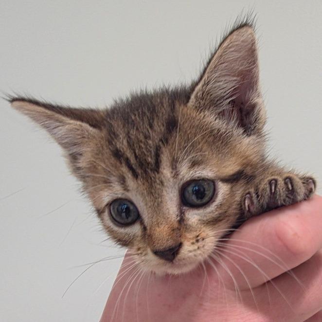 Marshmellow 1, Adoptable, Kitten Female Domestic Short Hair.