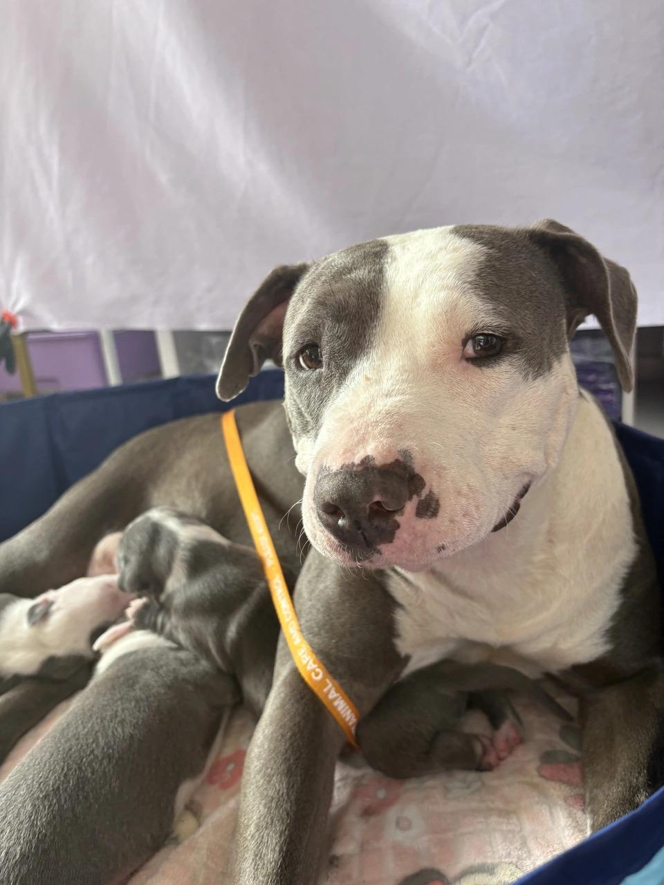 Enlarge Coraline, a ADOPTABLE mixed breed in West Hollywood, CA image 1/5