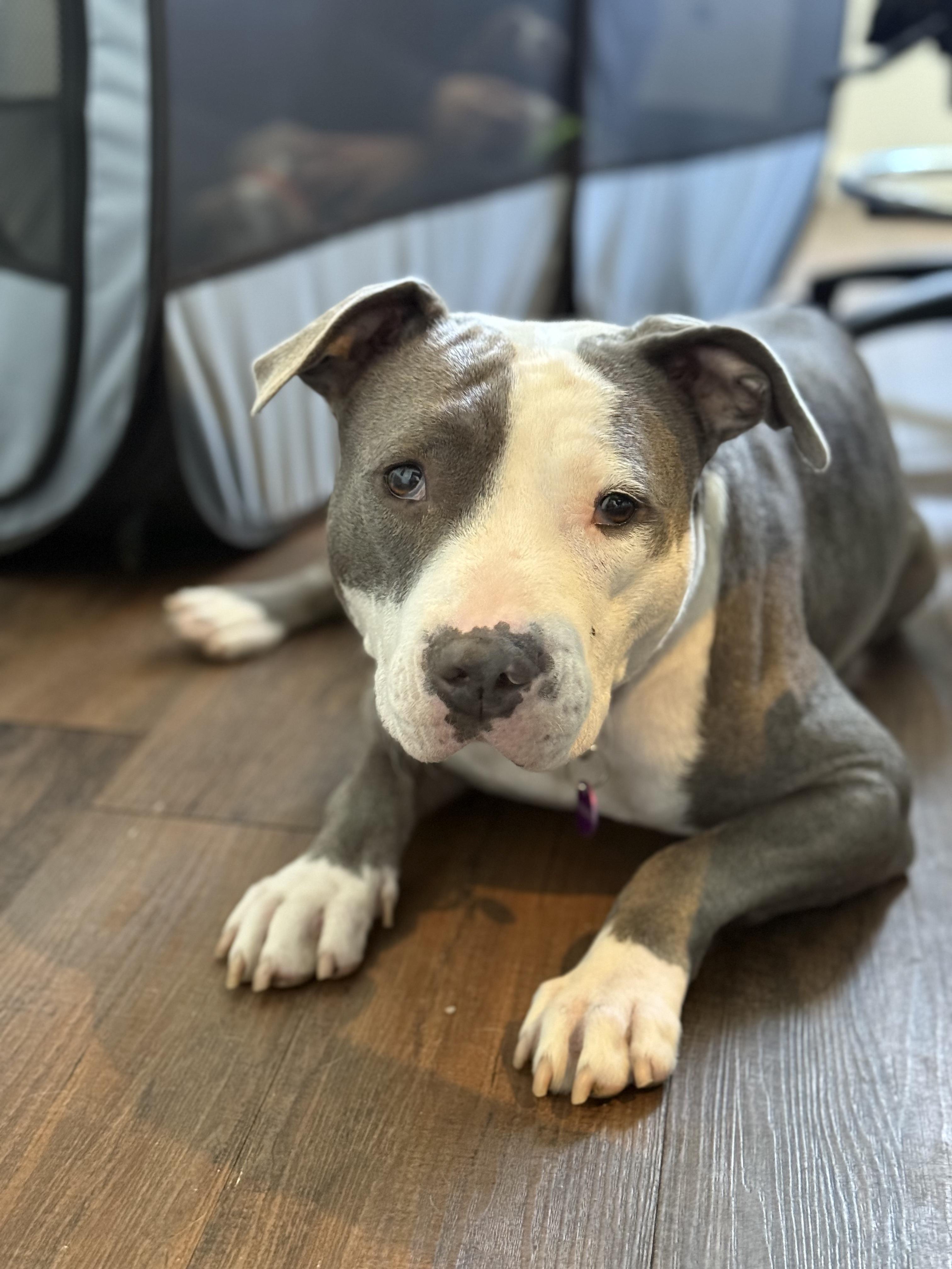 Enlarge Coraline, a ADOPTABLE mixed breed in West Hollywood, CA image 2/5