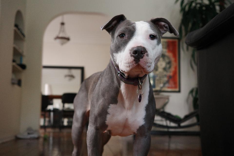 Enlarge Coraline, a ADOPTABLE Pit Bull Terrier in West Hollywood, CA image 2/2