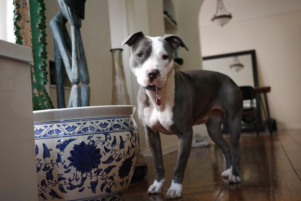 Coraline, ADOPTABLE, Adult Female Pit Bull Terrier.