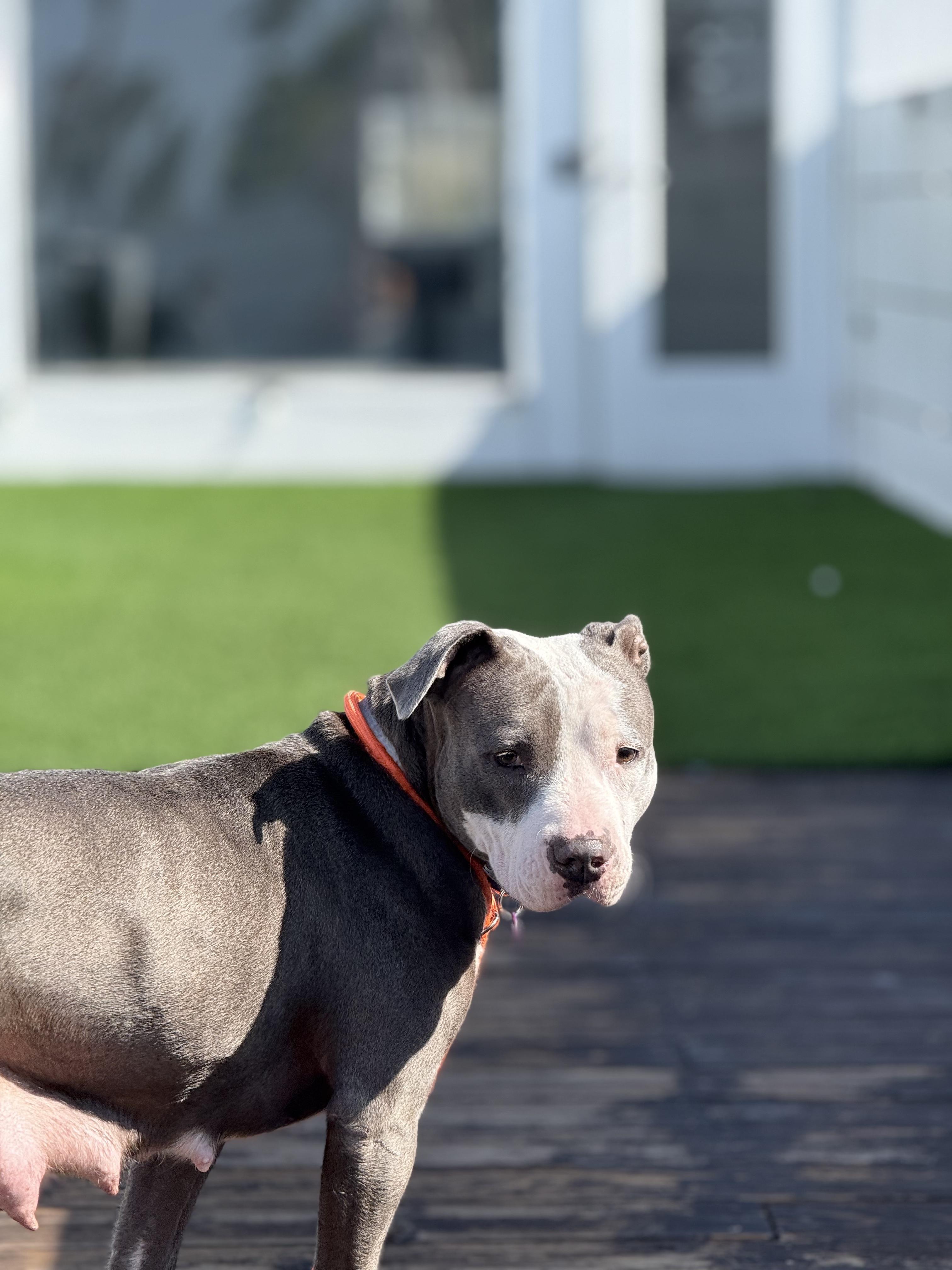Enlarge Coraline, a ADOPTABLE mixed breed in West Hollywood, CA image 5/5