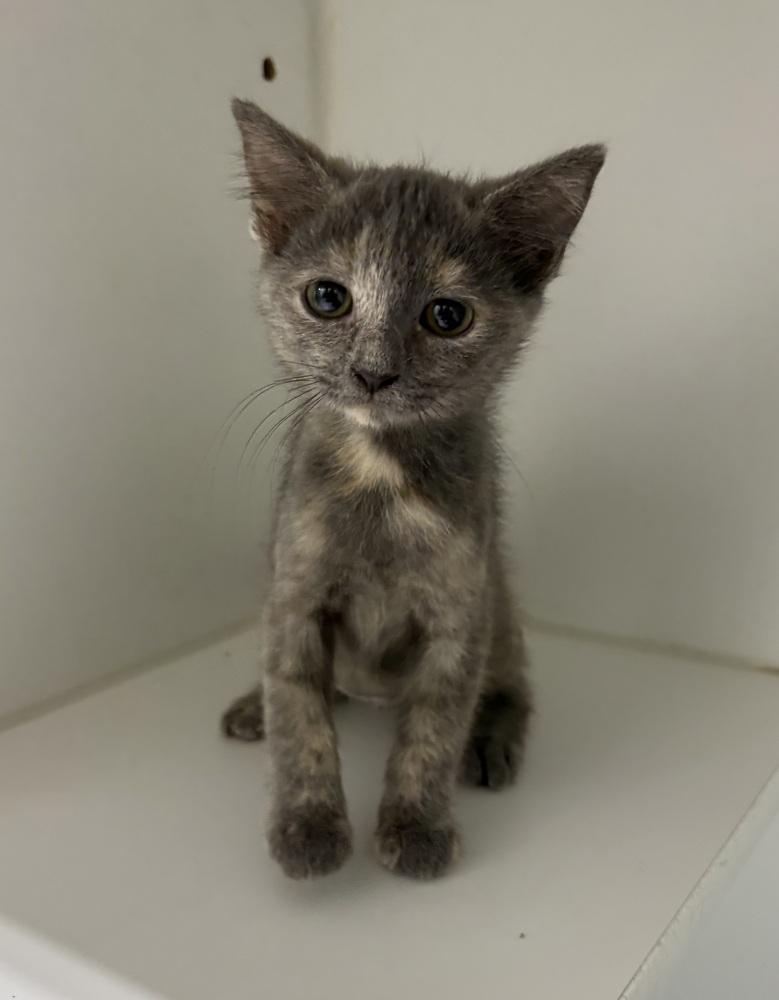 Elaina, Adoptable, Kitten Female Domestic Short Hair.