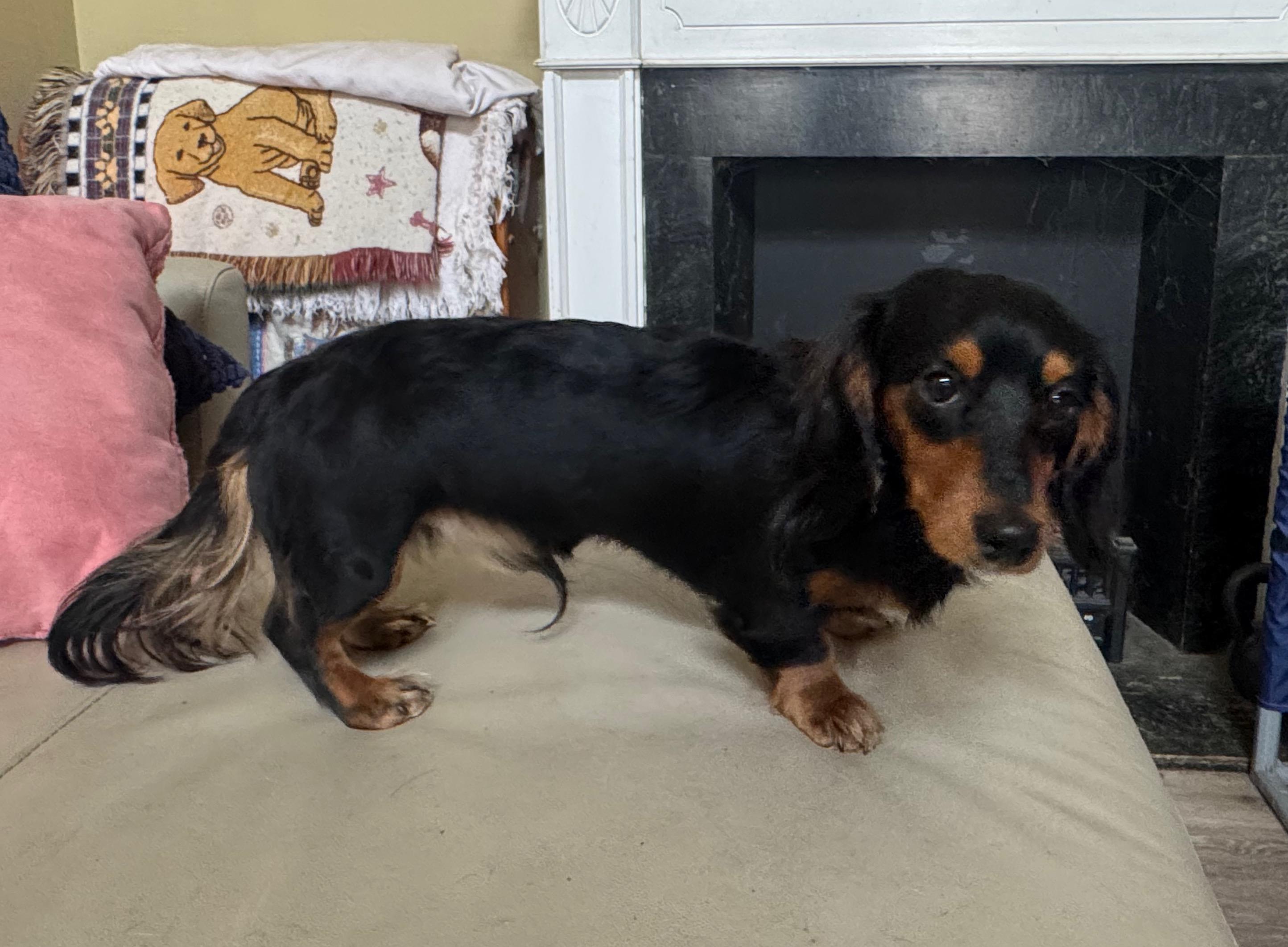 Enlarge Baron, a Adoptable Dachshund in Richmond, KY image 1/2