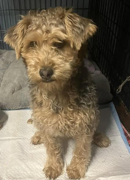Enlarge OLLIE, a ADOPTABLE Yorkie Poo in Smithville, MO image 1/2