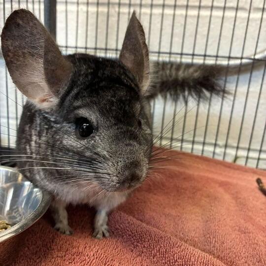 Enlarge Donphan, a Adoptable Chinchilla in Dayton, OH image 1/4