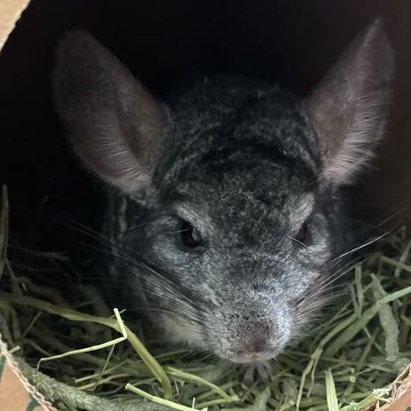 Enlarge Donphan, a Adoptable Chinchilla in Dayton, OH image 2/4