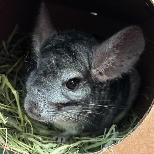 Enlarge Donphan, a Adoptable Chinchilla in Dayton, OH image 3/4