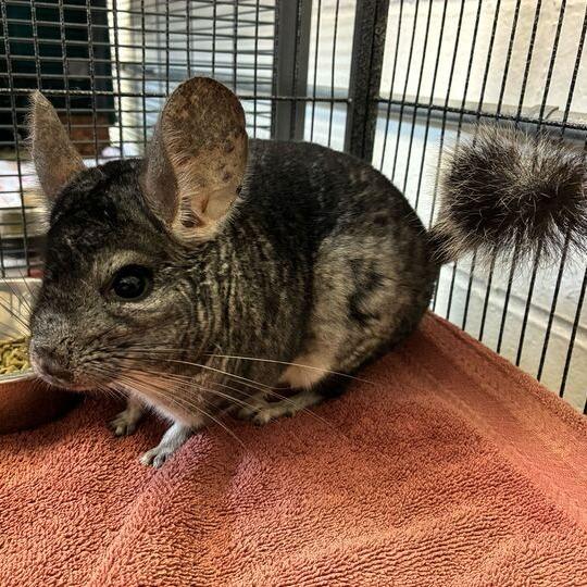 Enlarge Donphan, a Adoptable Chinchilla in Dayton, OH image 4/4
