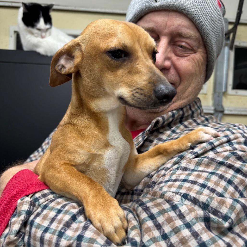 Enlarge Fizz, an adopted mixed breed in Blue Ridge, GA image 2/3