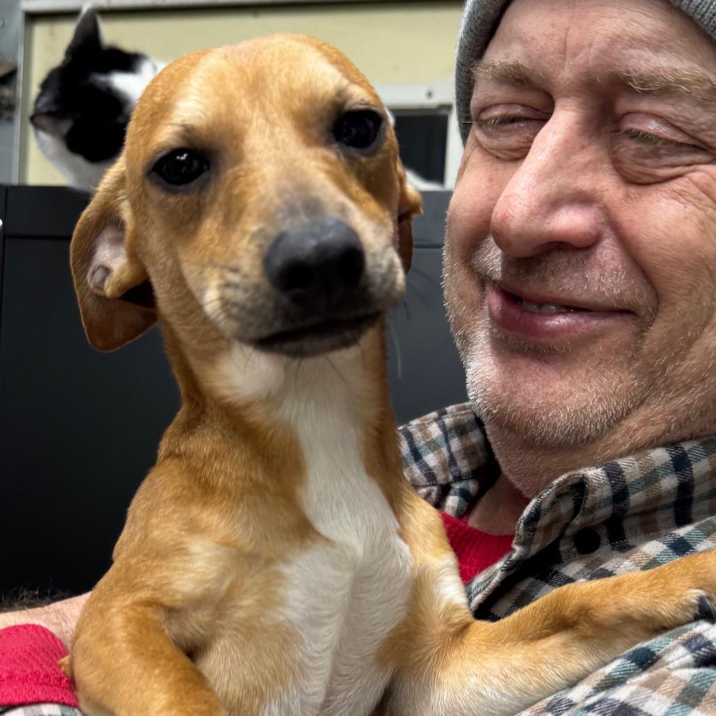 Fizz, adopted, Young Male Chihuahua & Dachshund.