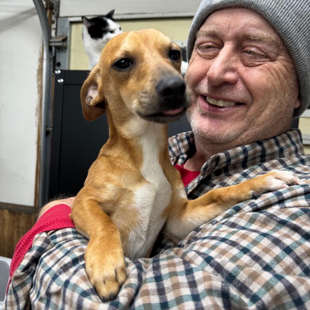 Enlarge Fizz, an adopted mixed breed in Blue Ridge, GA image 3/3