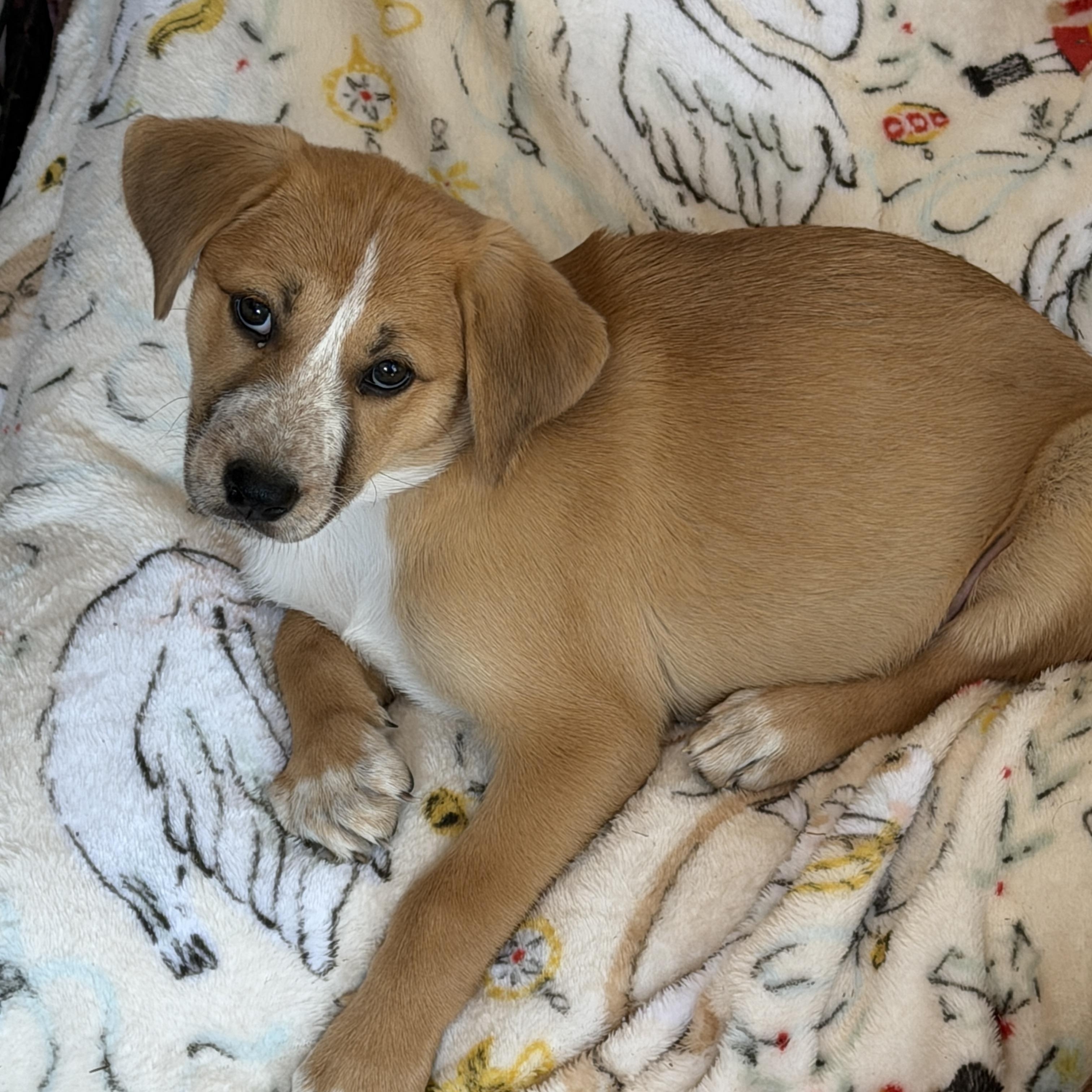 Enlarge Eliza, a ADOPTABLE mixed breed in Gilbert, AZ image 2/5