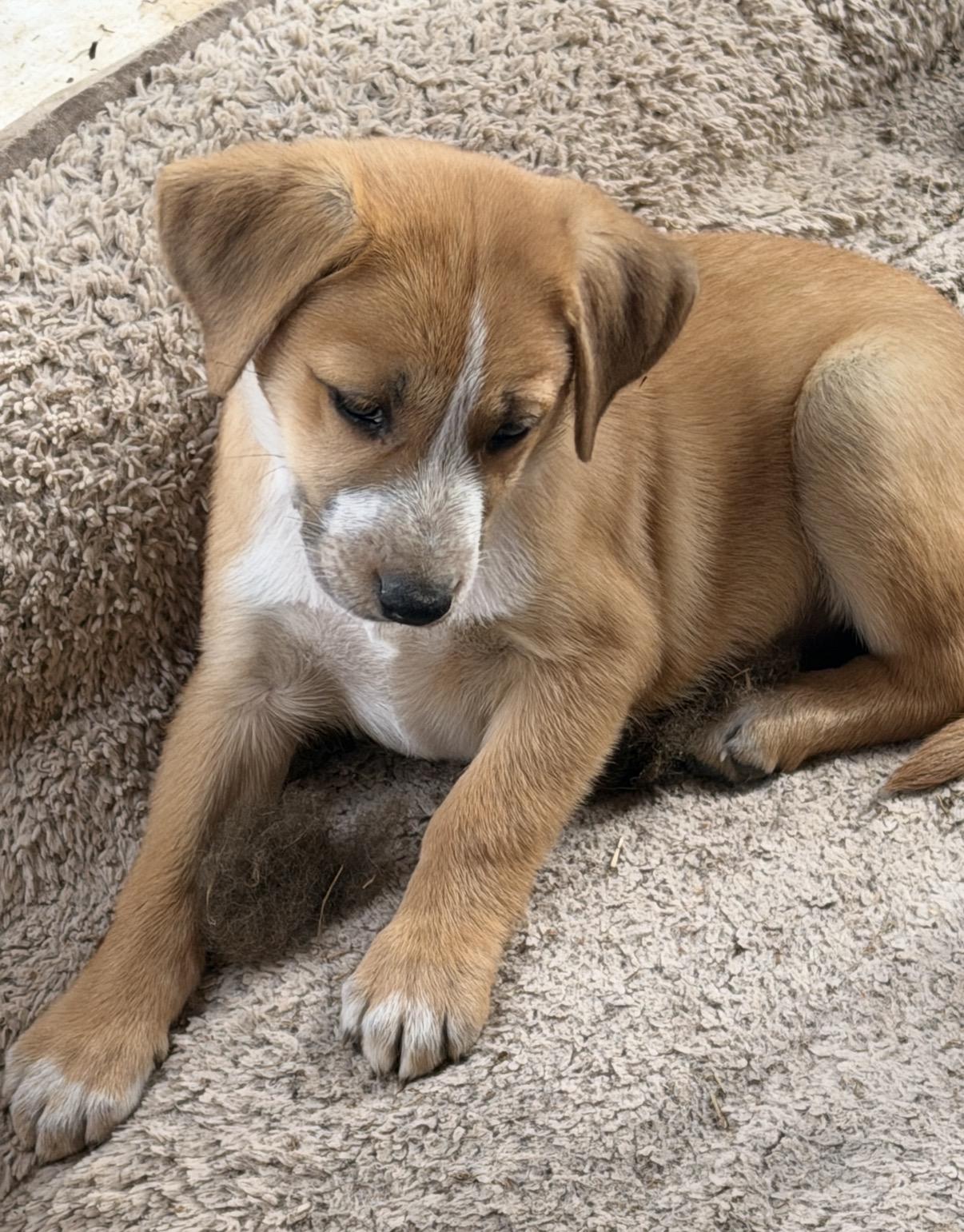 Enlarge Eliza, a ADOPTABLE mixed breed in Gilbert, AZ image 5/5