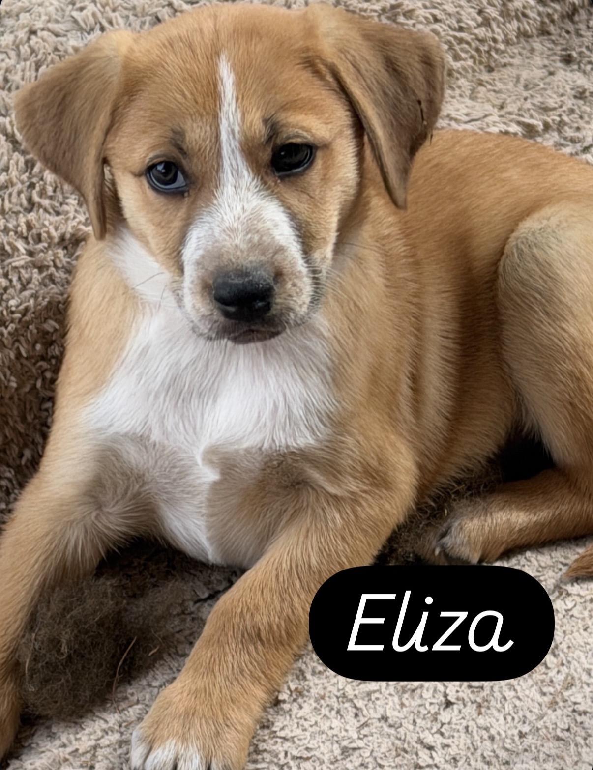 Eliza, ADOPTABLE, Puppy Female Beagle & Labrador Retriever.