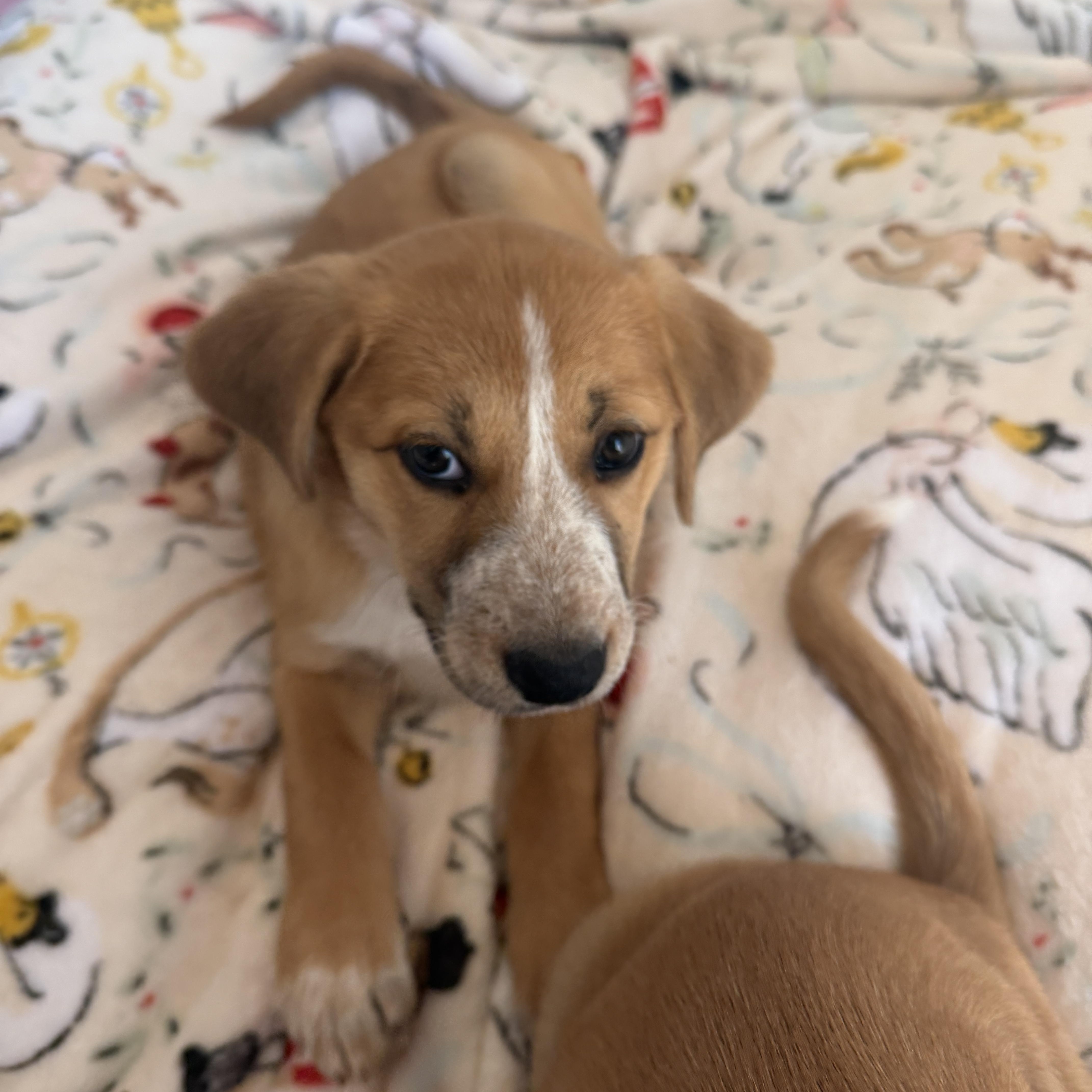 Enlarge Eliza, a ADOPTABLE mixed breed in Gilbert, AZ image 3/5