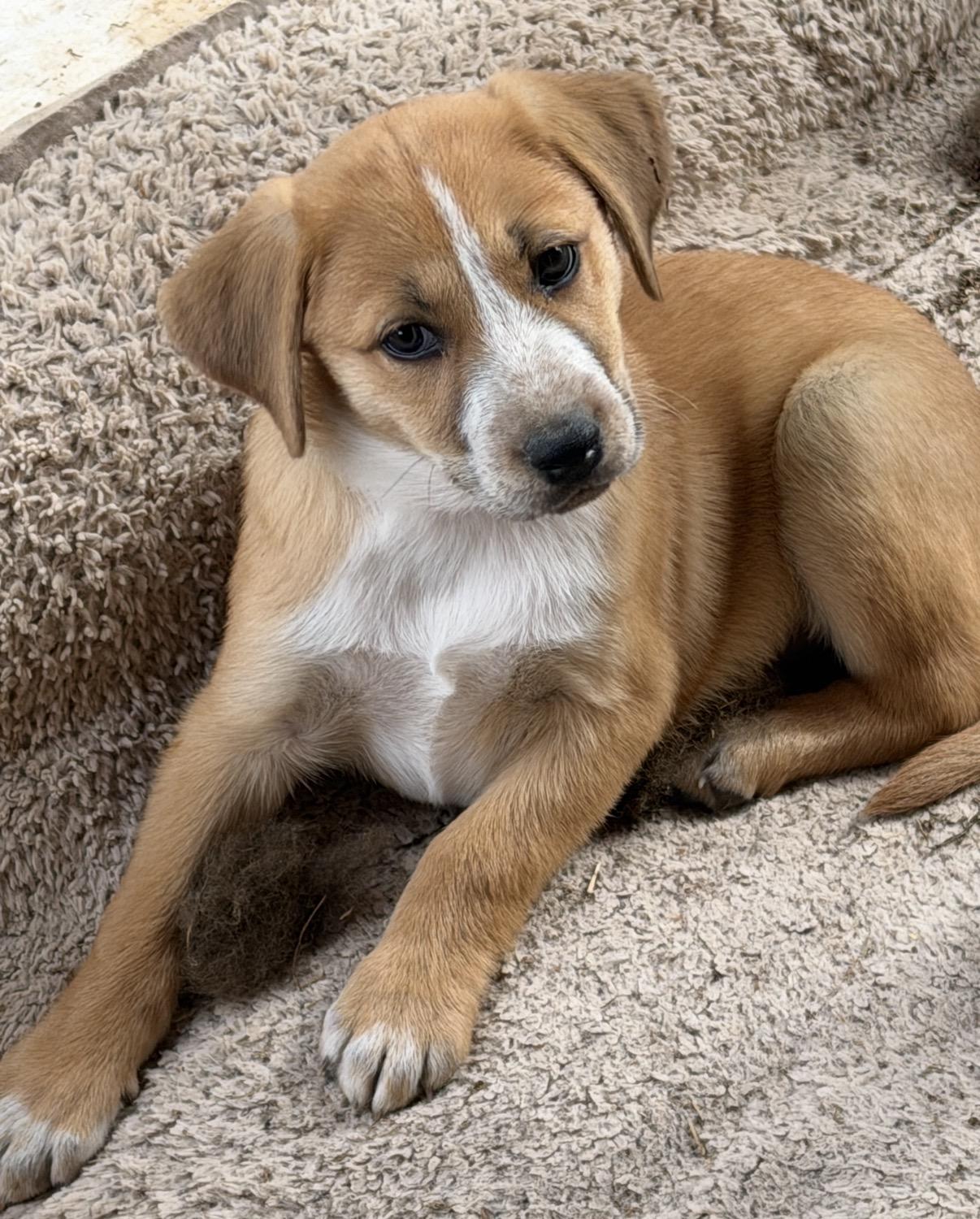 Enlarge Eliza, a ADOPTABLE mixed breed in Gilbert, AZ image 4/5