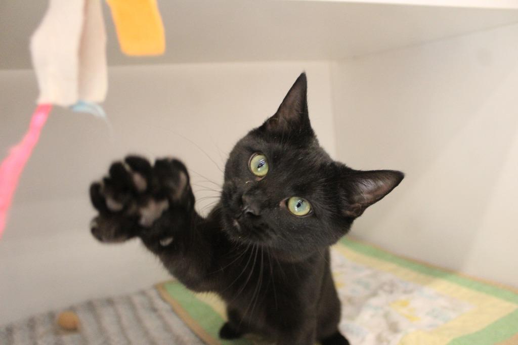 Blank, adopted, Kitten Male Domestic Short Hair.