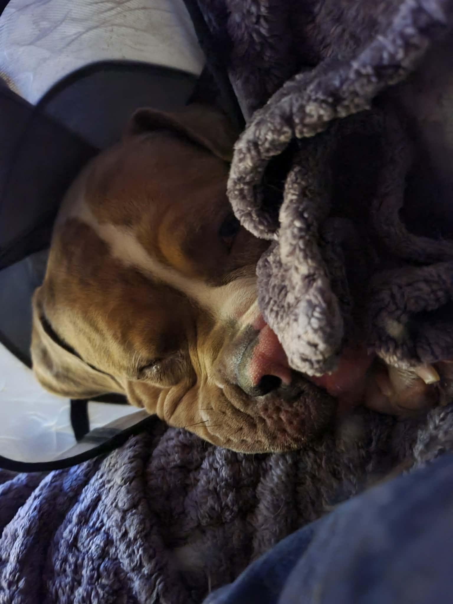 Enlarge Reggie, a Adoptable Mixed Breed in Jersey City, NJ image 2/4