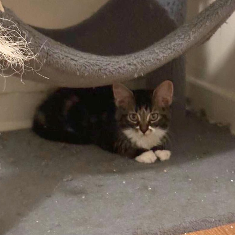 Cat for adoption Egg, a Domestic Long Hair in Lake Orion, MI Petfinder