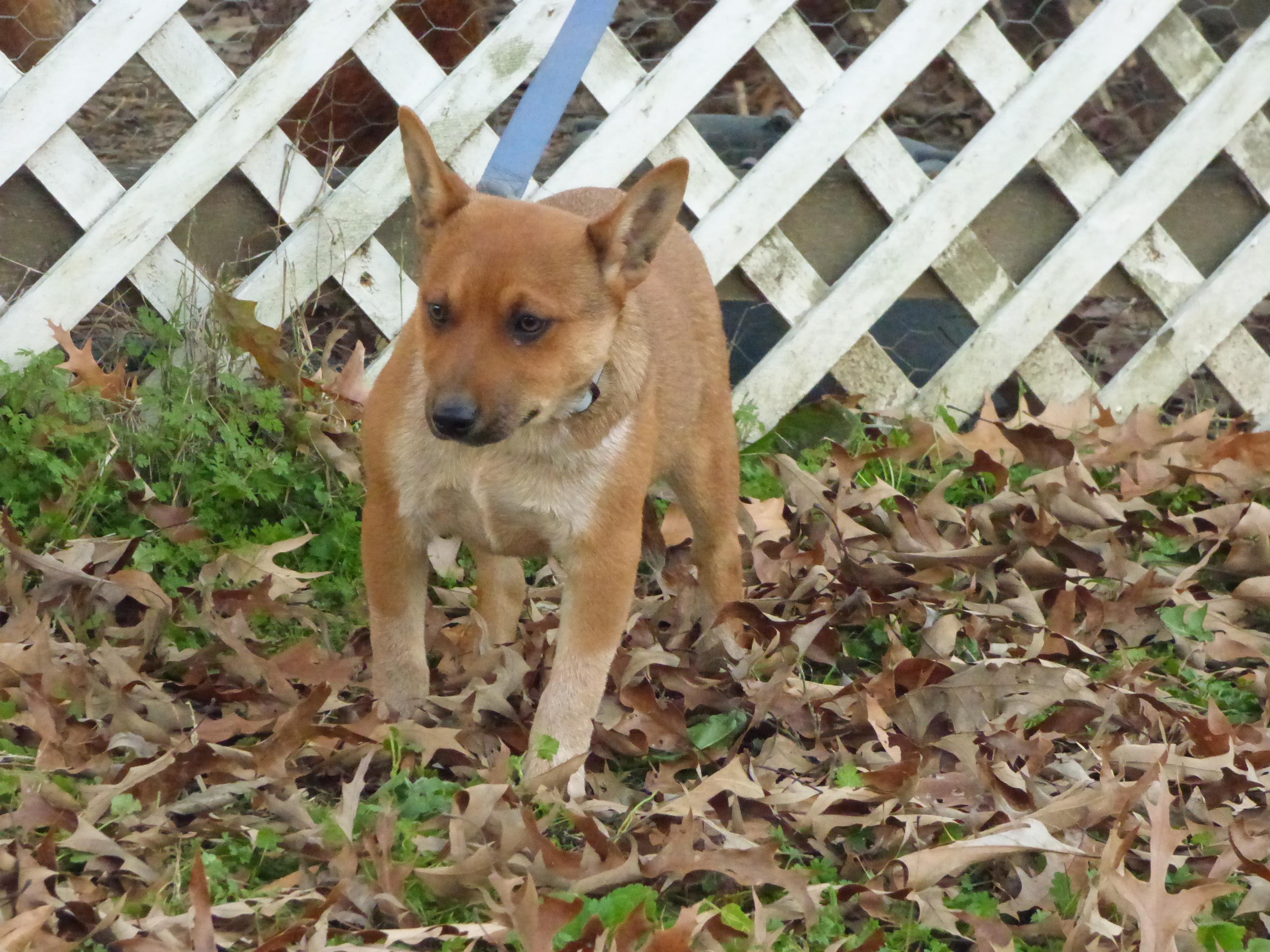 Enlarge Moringa, a Adoptable Australian Cattle Dog / Blue Heeler in Harrisburg, PA image 2/4