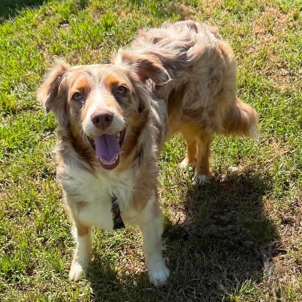 Enlarge Madison, a Adoptable Australian Shepherd in Oklahoma City, OK image 2/2