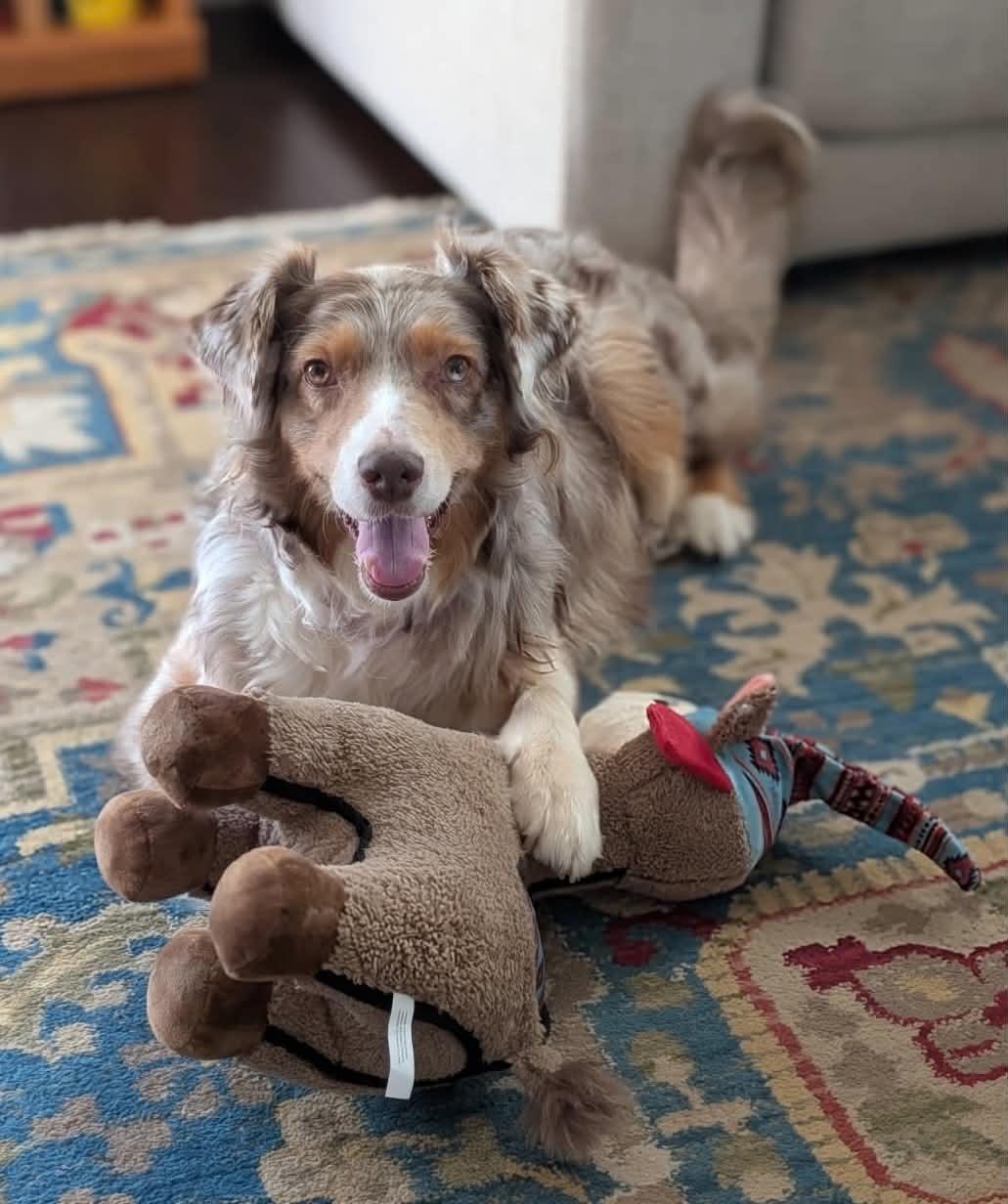 Enlarge Madison, a Adoptable Australian Shepherd in Oklahoma City, OK image 1/2