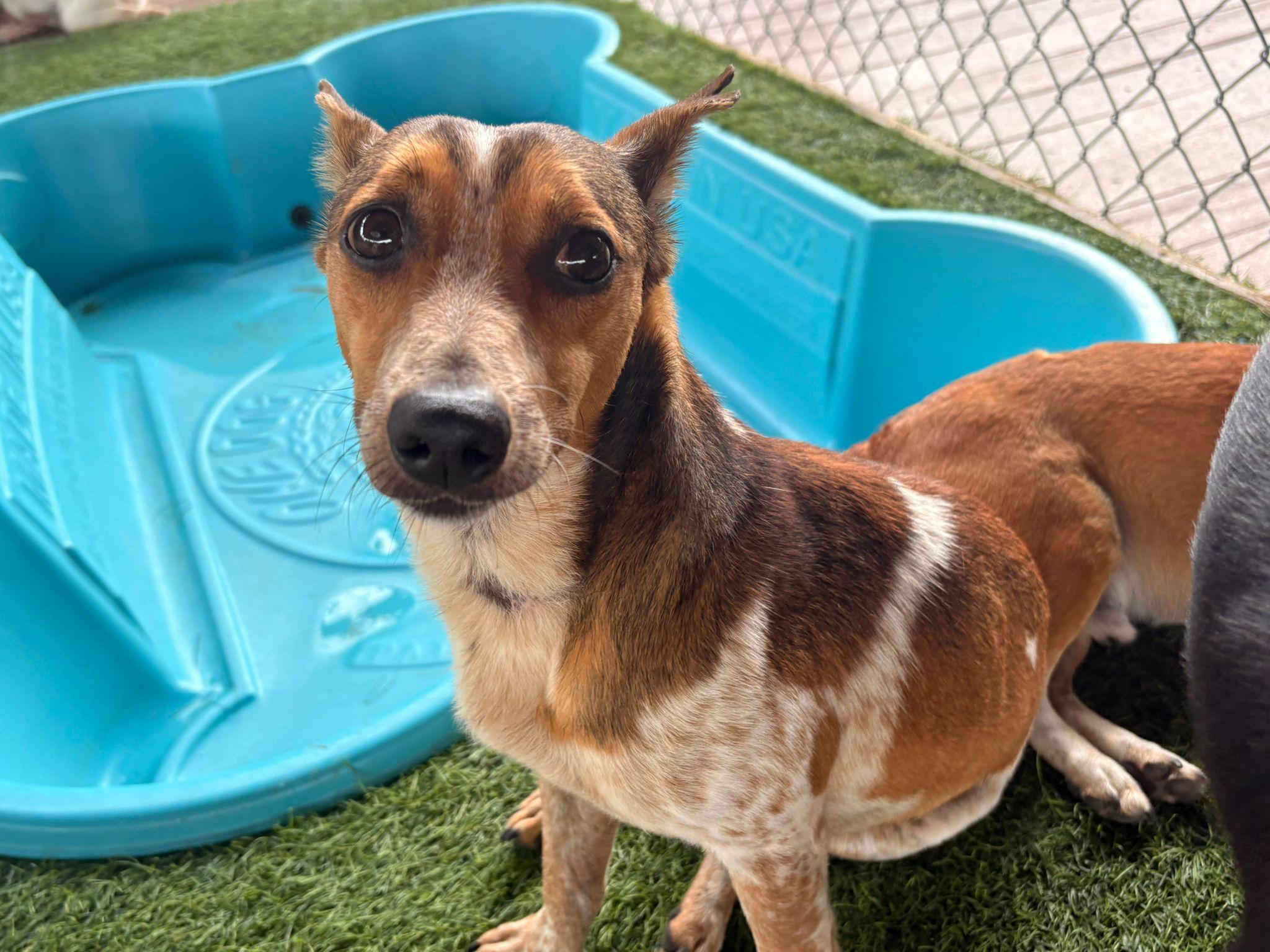 Leopold, a Adoptable mixed breed in Brooklyn, NY image 3/4