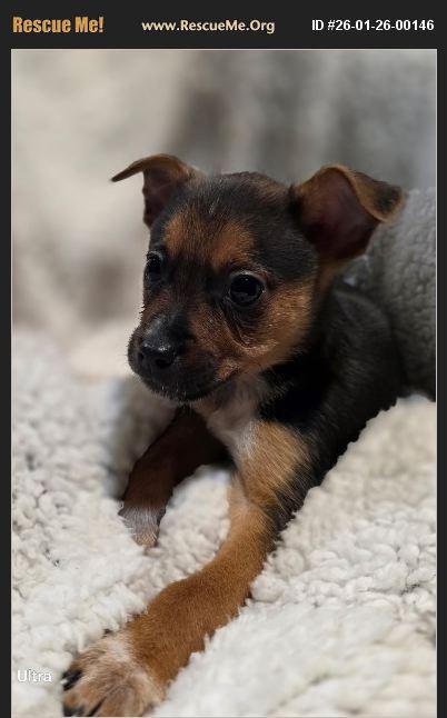 Enlarge Meadow, a Adoptable mixed breed in Cedar City, UT image 1/1