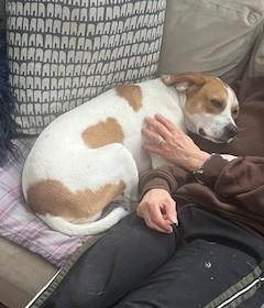 Enlarge Danny Buck McWoof, an adopted mixed breed in Andover, MA image 5/6