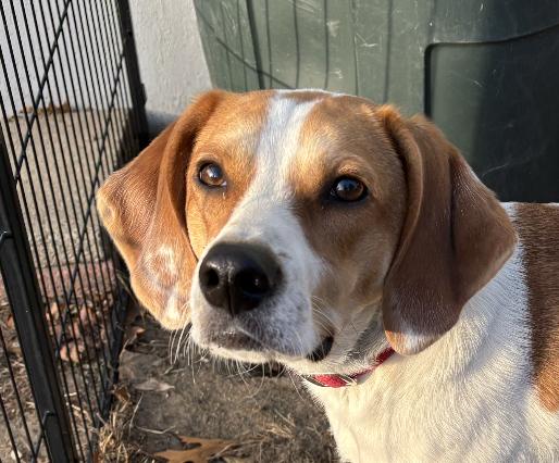 Enlarge Danny Buck McWoof, an adopted mixed breed in Andover, MA image 1/6