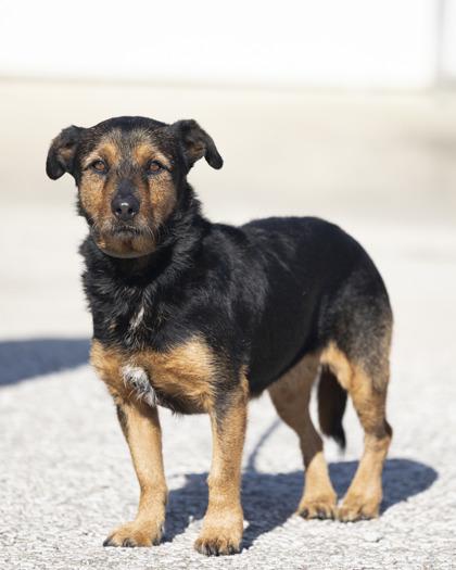 Enlarge Honey, a Adoptable mixed breed in Bedford, IN image 1/2