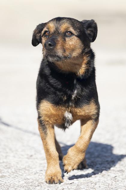 Enlarge Honey, a Adoptable mixed breed in Bedford, IN image 2/2