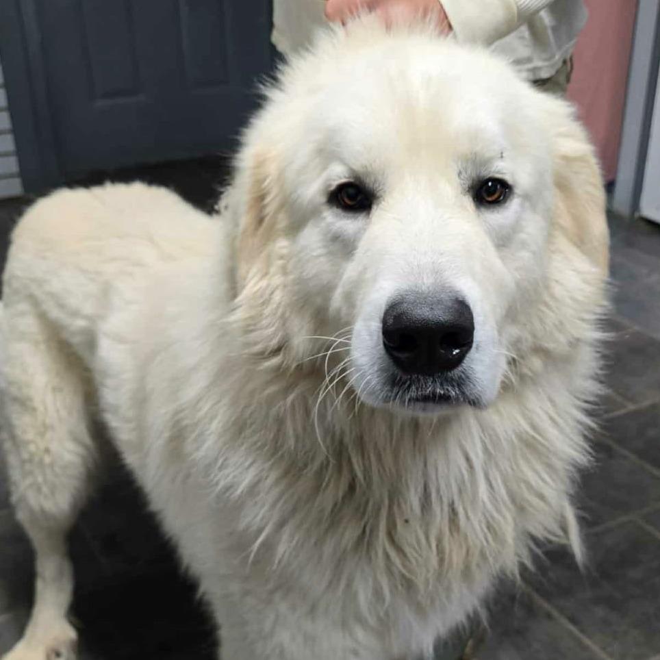 Goliath, Adoptable, Adult Male Great Pyrenees.